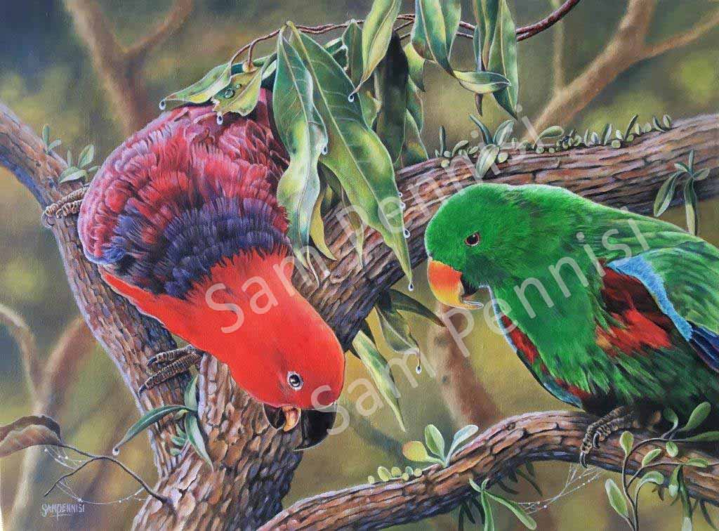 Eclectus Parrots - by Sam Pennisi - Limited Edition Print on Canvas