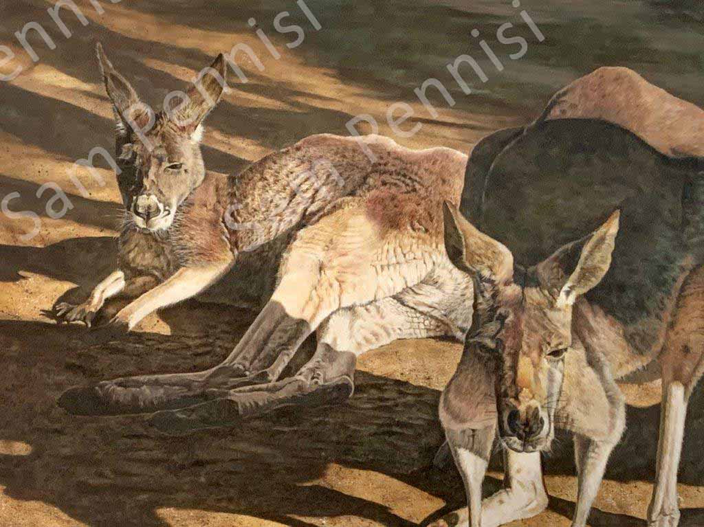 Kangaroos Resting - by Sam Pennisi - Limited Edition Print on Canvas