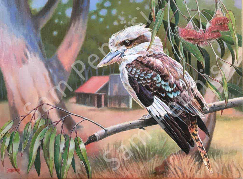 Kookaburra - by Sam Pennisi - Limited Edition Print on Canvas