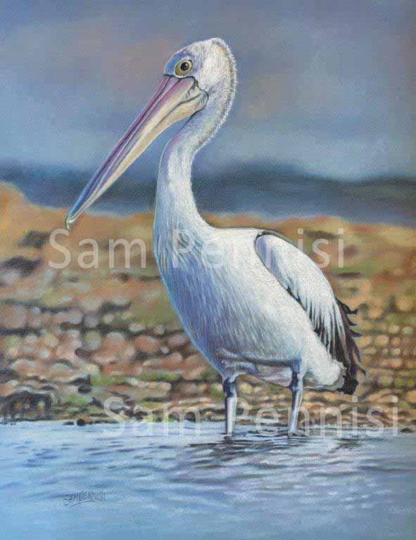 Pelican - by Sam Pennisi - Limited Edition Print on Canvas