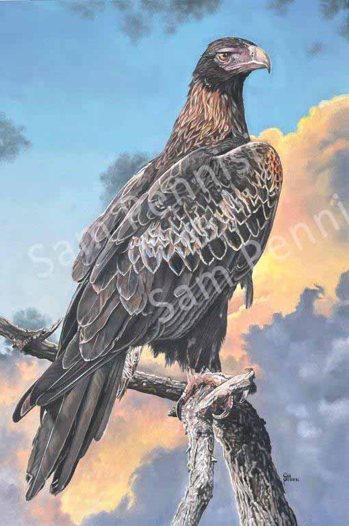 Wedgetail - by Sam Pennisi - Limited Edition Print on Canvas