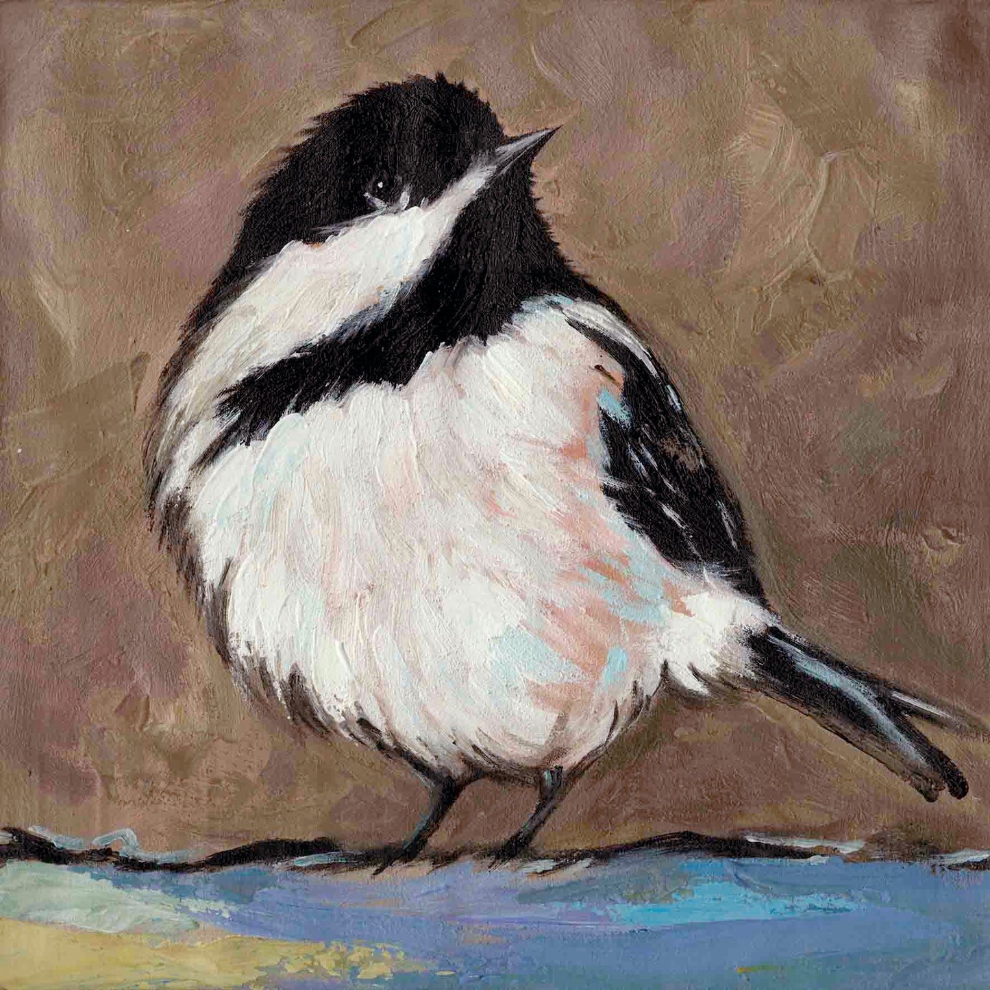 Australian Bird's 'Wagtail' 2