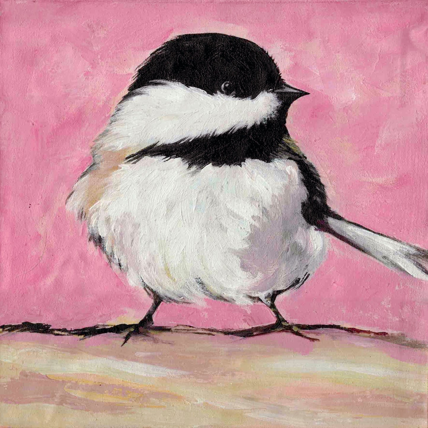 Australian Bird's 'Wagtail' 3