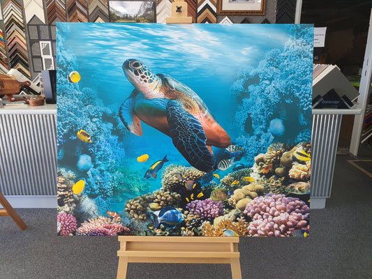 Turtle Canvas By TJ Picture Framing 119cm x 100cm