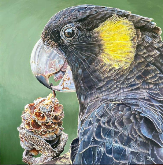 Banksia Banquet - by Sam Pennisi - Limited Edition Print on Canvas