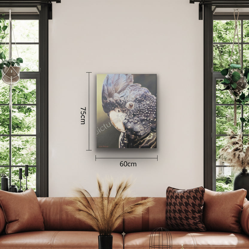Black Cockatoo Framed Canvas Limited Edition Print by Sam Pennisi