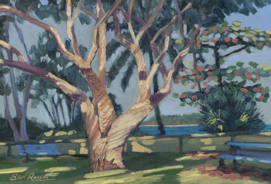 Melaleuca Trees Mackay Town Beach by Ben Ranson - Limited Edition Canvas