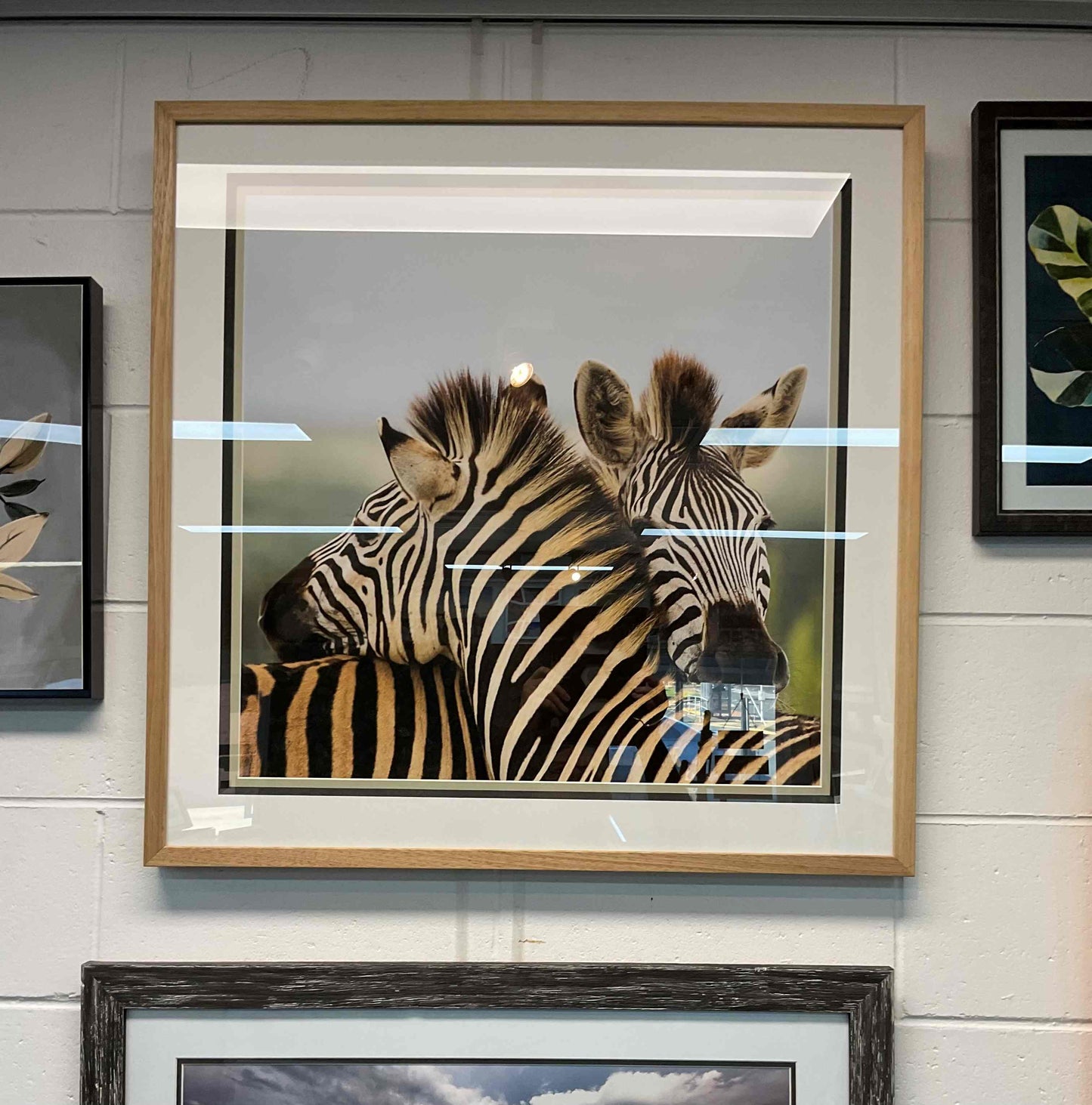 Zebras embrace