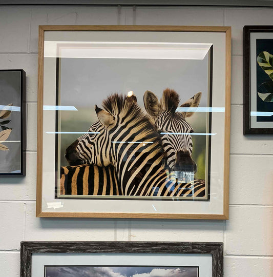 Zebras embrace