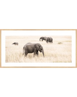 Elephants Framed Print 83x42cm
